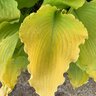 Hosta hybrid Shadowland Echo the Sun Proven Winners Plantain Lily