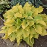 Hosta hybrid Shadowland Echo the Sun Proven Winners Plantain Lily