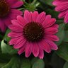 Echinacea x hybrida Sombrero Fuchsia Fandango Proven Winners Coneflower