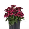 Echinacea x hybrida Sombrero Fuchsia Fandango Proven Winners Coneflower