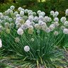 Allium hybrid Bobblehead Ornamental Onion