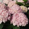 Hydrangea macrophylla Wee Bit Innocent Proven Winners Big Leaf Hydrangea