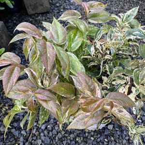 Leucothoe fontanesiana Paisley Pup Proven Winners Doghobble