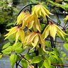 Clematis x Funyella Proven Winners Clematis