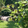 Clematis x Funyella Proven Winners Clematis