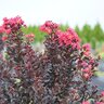 Lagerstroemia indica Center Stage Pink Crape Myrtle