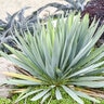 Yucca hybrid Dragon Slayer Adam's Needle