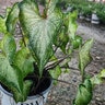 Caladium hortulanum Heart to Heart White Wonder Proven Winners Strap Leaf Angel Wings