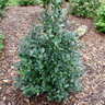 Ilex x meserveae Castle Rouge Proven Winners Blue Holly