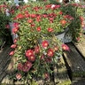 Delosperma hybrid Kaleidoscope Dancing Embers Proven Winners Ice Plant