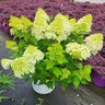 Hydrangea paniculata Color Choice Limelight Proven Winners Panicle Hydrangea