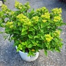Hydrangea paniculata Color Choice Limelight Proven Winners Panicle Hydrangea