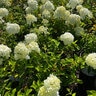 Hydrangea paniculata Color Choice Limelight Proven Winners Panicle Hydrangea