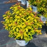 Spiraea japonica Double Play Candy Corn Proven Winners Spirea