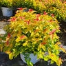 Spiraea japonica Double Play Candy Corn Proven Winners Spirea