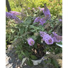 Buddleia x Pugster Amethyst Butterfly Bush