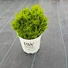 Thuja occidentalis Tater Tot Proven Winners Arborvitae