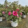 Hibiscus x Summerific Candy Crush Proven Winners Rose Mallow