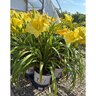 Hemerocallis x Rainbow Rhythm Going Bananas Proven Winners Daylily