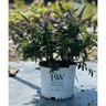 Buddleia x Color Choice Pugster Blue Proven Winners Butterfly Bush