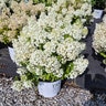Hydrangea paniculata Bobo Panicle Hydrangea 6 gal. Container