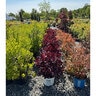 Cotinus coggygria Color Choice Winecraft Black Proven Winners Smoke Bush
