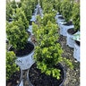Buxus microphylla Sprinter Proven Winners Boxwood