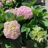Hydrangea macrophylla Wee Bit Innocent Proven Winners Big Leaf Hydrangea