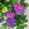 Hydrangea macrophylla Wee Bit Innocent Proven Winners Big Leaf Hydrangea