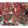 Cornus stolonifera Arctic Fire Yellow Proven Winners Red-Twig Dogwood