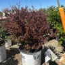 Berberis x Sunjoy Todo Proven Winners Barberry