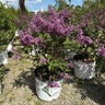 Syringa x Bloomerang Dark Purple Proven Winners Lilac