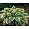 Hosta x Shadowland Autumn Frost Proven Winners Plantain Lily