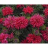 Monarda didyma Pardon My Cerise Proven Winners Bee Balm