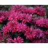 Monarda didyma Pardon My Cerise Proven Winners Bee Balm