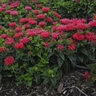 Monarda didyma Pardon My Cerise Proven Winners Bee Balm