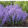 Nepeta x Cat's Pajamas Proven Winners Catmint