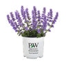Nepeta x Cat's Pajamas Proven Winners Catmint