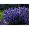 Nepeta x Cat's Pajamas Proven Winners Catmint