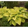 Hosta Shadowland Coast to Coast Proven Winners Plantain Lily