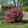 Weigela florida Wine & Roses Proven Winners Weigela