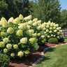 Hydrangea paniculata Color Choice Limelight Proven Winners Panicle Hydrangea
