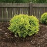 Thuja occidentalis Anna's Magic Ball Proven Winners Arborvitae