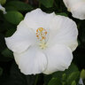 Hibiscus rosa-sinensis Hollywood Hibiscus Earth Angel Proven Winners Tropical Hibiscus