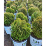 Thuja occidentalis Tater Tot Proven Winners Arborvitae