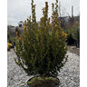Buxus microphylla Sprinter Proven Winners Littleleaf Boxwood