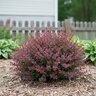 Berberis thunbergii Sunjoy Mini Maroon Proven Winners Japanese Barberry