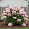 Hydrangea arborescens Incrediball Blush Proven Winners Smooth Hydrangea