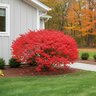 Euonymus alatus Color Choice Fire Ball Proven Winners Burning Bush