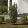 Rhamnus frangula Fine Line Proven Winners Buckthorn